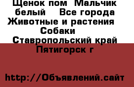 Щенок пом. Мальчик белый  - Все города Животные и растения » Собаки   . Ставропольский край,Пятигорск г.